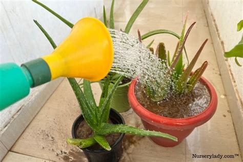 watering aloe vera from top